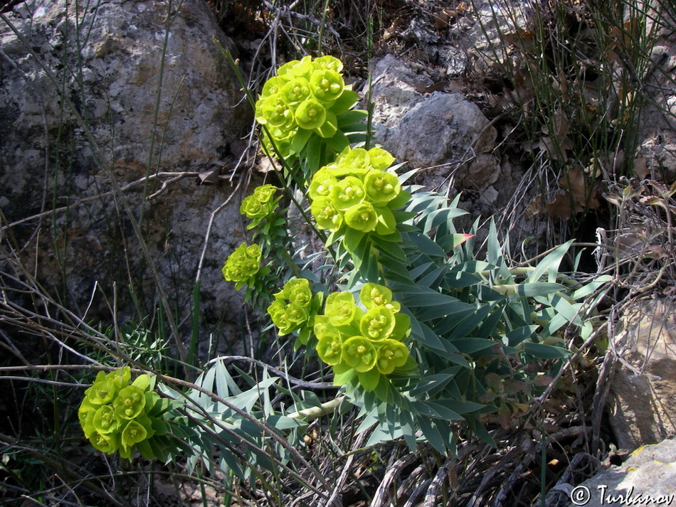 Image of Euphorbia rigida specimen.