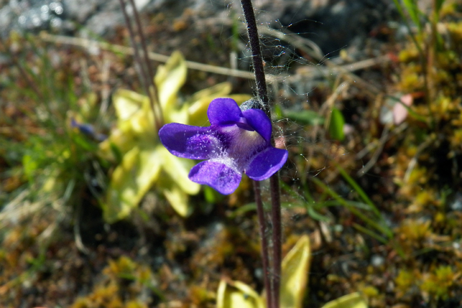 Изображение особи Pinguicula vulgaris.