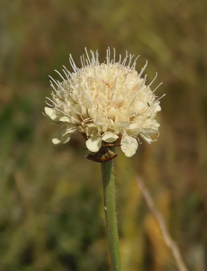 Изображение особи Cephalaria uralensis.