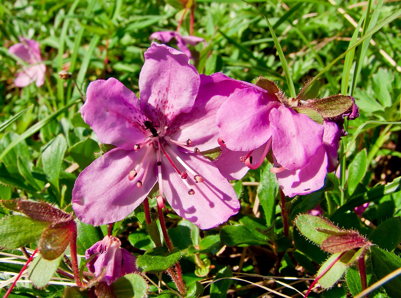 Image of Rhododendron camtschaticum specimen.