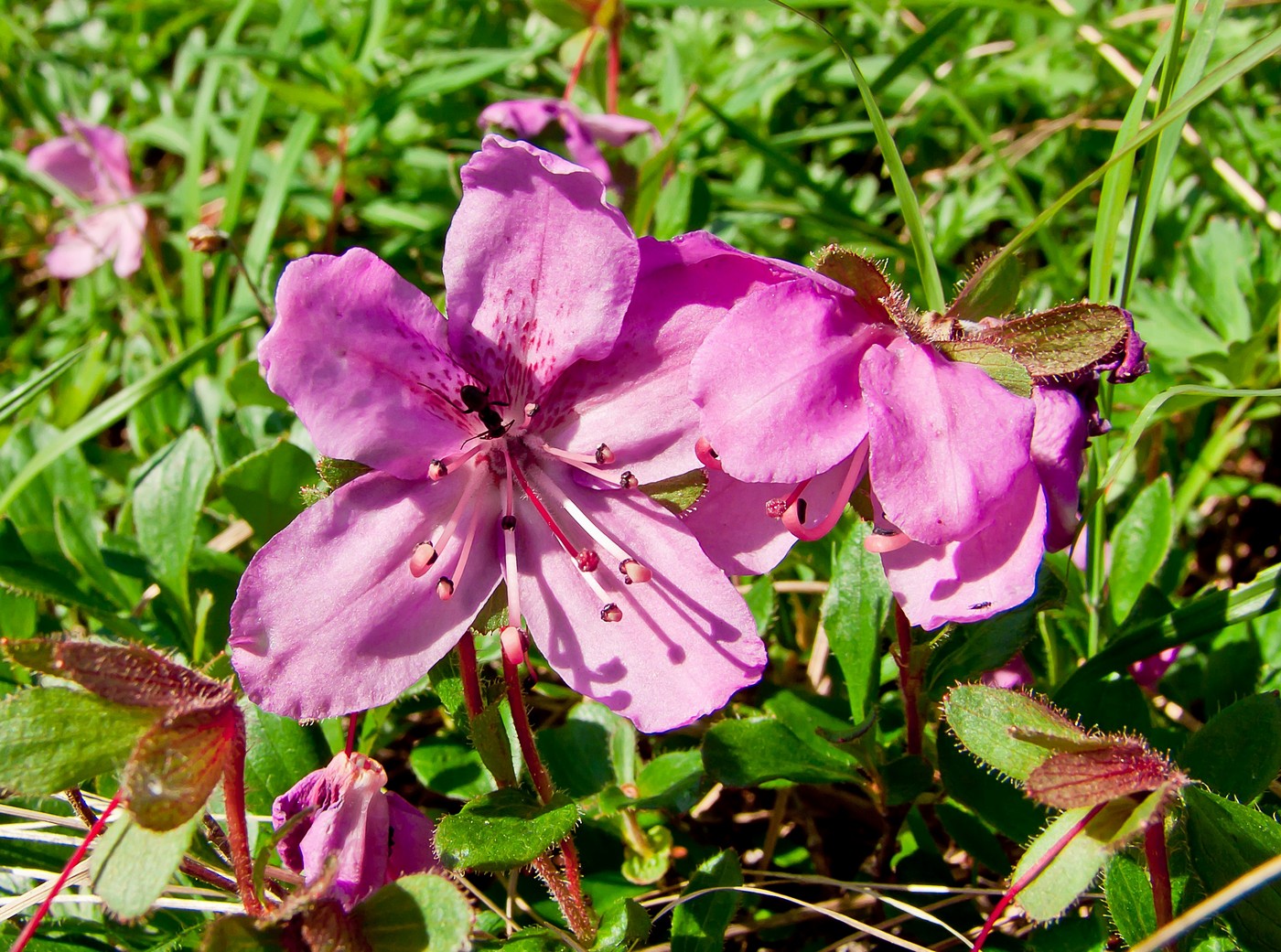 Изображение особи Rhododendron camtschaticum.