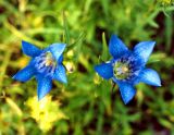 Gentiana pneumonanthe