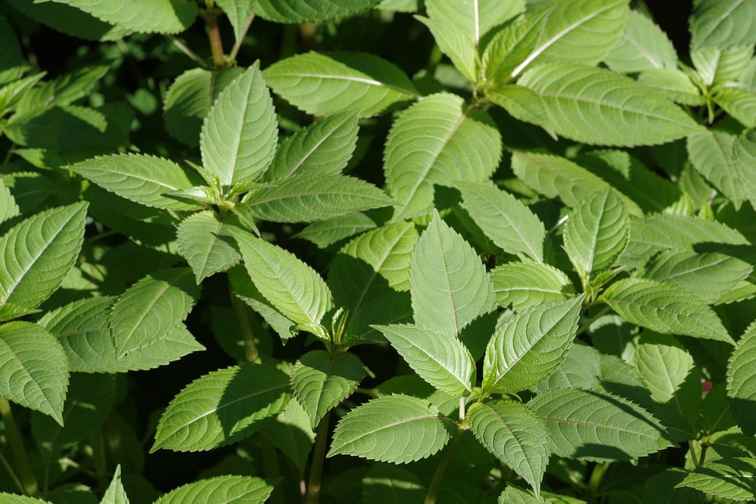 Image of Impatiens glandulifera specimen.