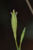 Image of taxon representative. Author is Татьяна Мальчинская