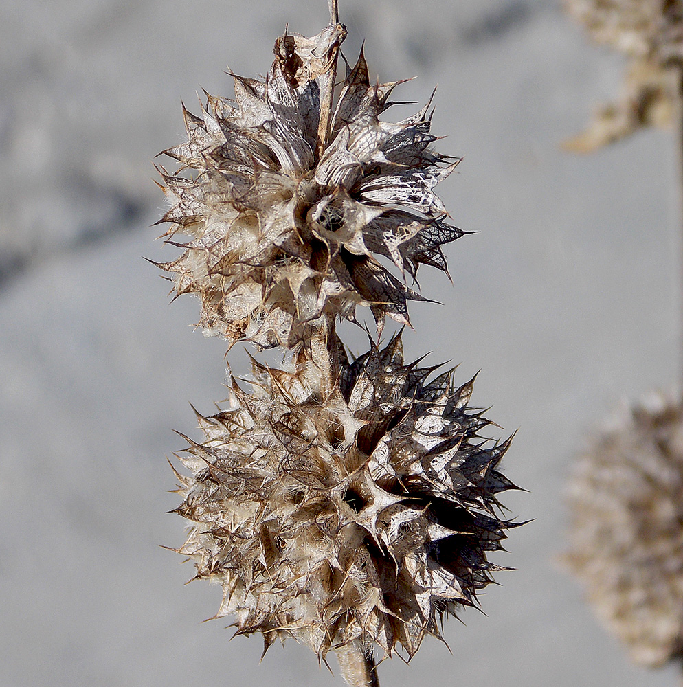 Image of Stachys velata specimen.