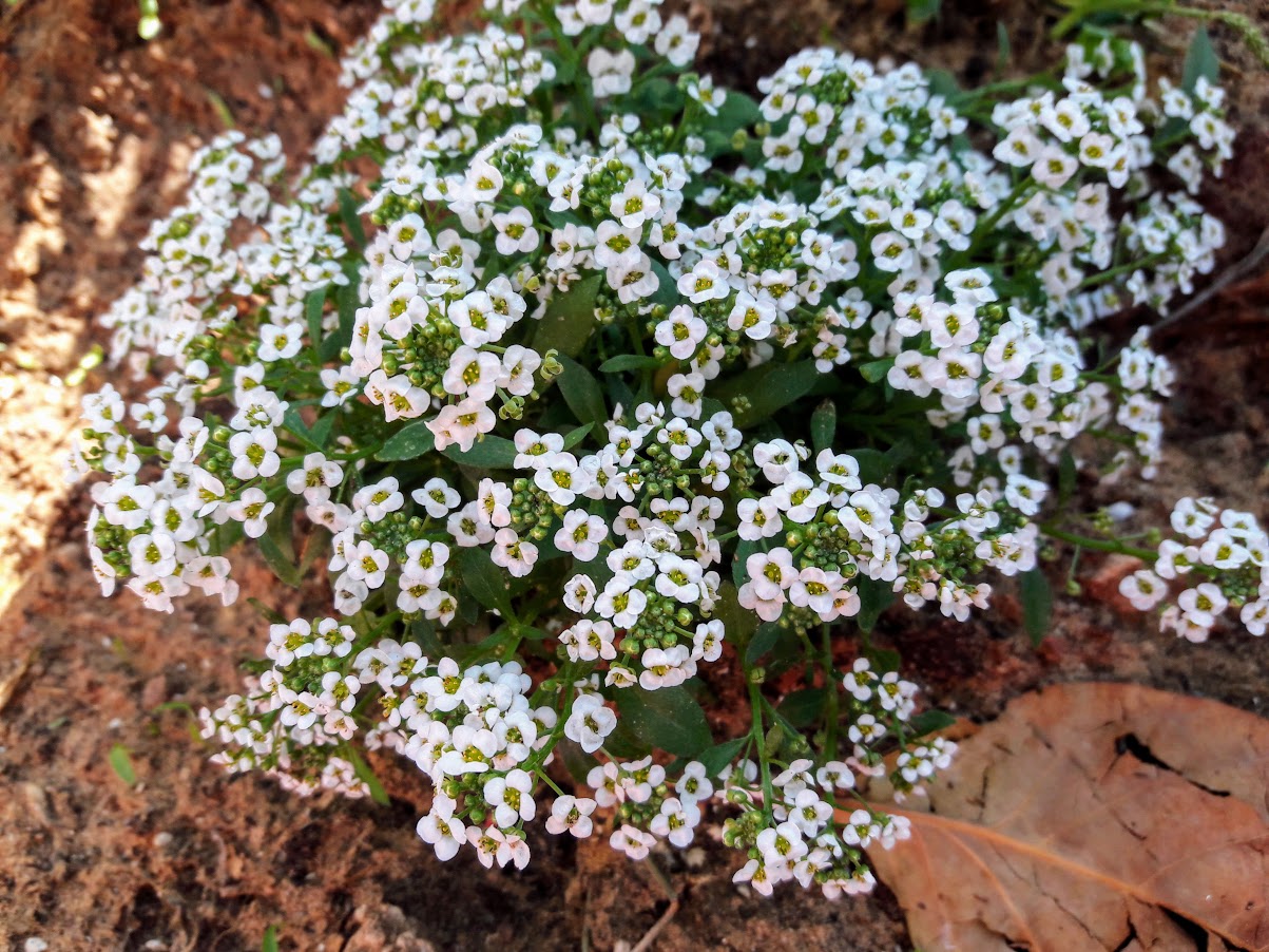 Изображение особи Lobularia maritima.
