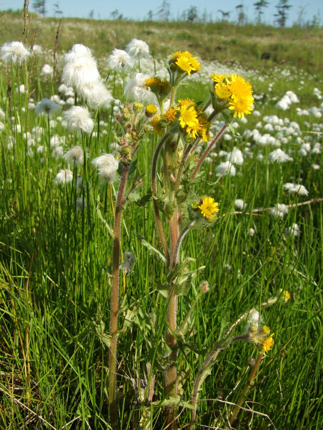 Изображение особи Tephroseris palustris.