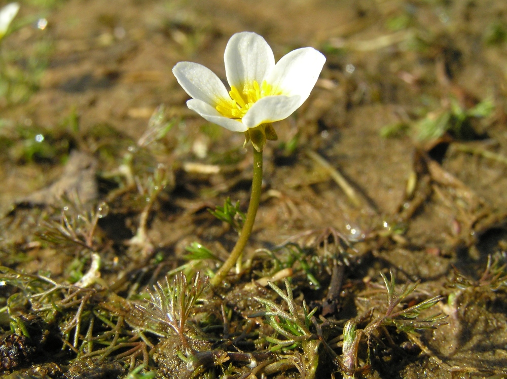 Image of genus Batrachium specimen.