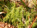 Ptilium crista-castrensis