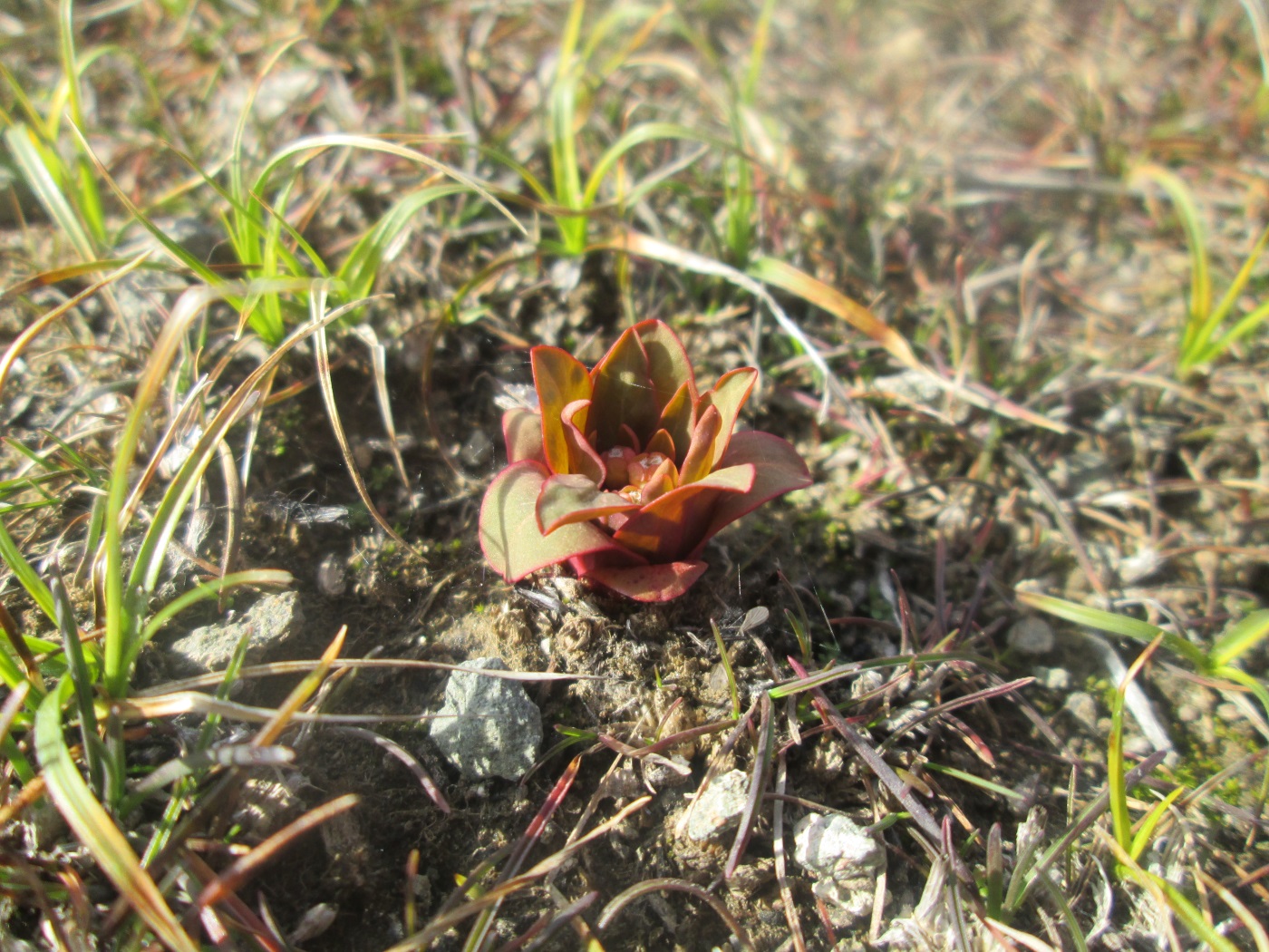 Изображение особи Euphorbia rapulum.