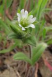 Cerastium brachypetalum подвид tauricum. Верхушка побега с цветком и бутоном. Южный Берег Крыма, гора Кастель. 3 апреля 2010 г.