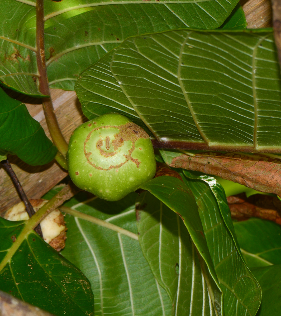 Изображение особи Guettarda speciosa.