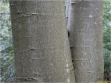 Fagus sylvatica