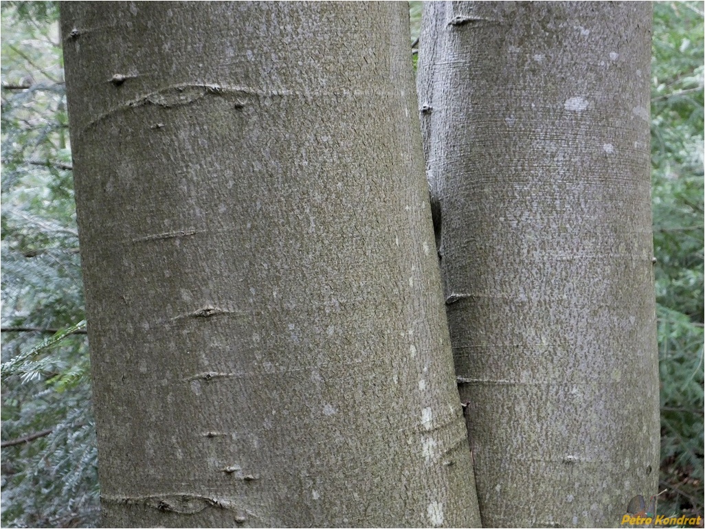 Image of Fagus sylvatica specimen.