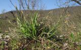 Carex halleriana