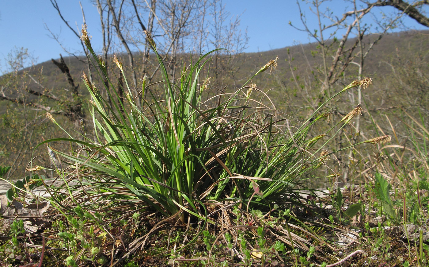 Изображение особи Carex halleriana.