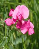 Lathyrus tuberosus. Цветки. Украина, г. Запорожье, балка возле трассы на Васильевку, южнее Опытной станции, разнотравная степь. 03.06.2016.