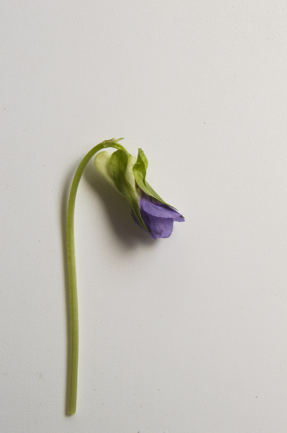 Image of Viola mirabilis specimen.