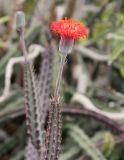 Kleinia stapeliiformis. Верхушка побега с соцветием. Израиль, Эйн-Геди, ботсад, в культуре. 17.03.2014.