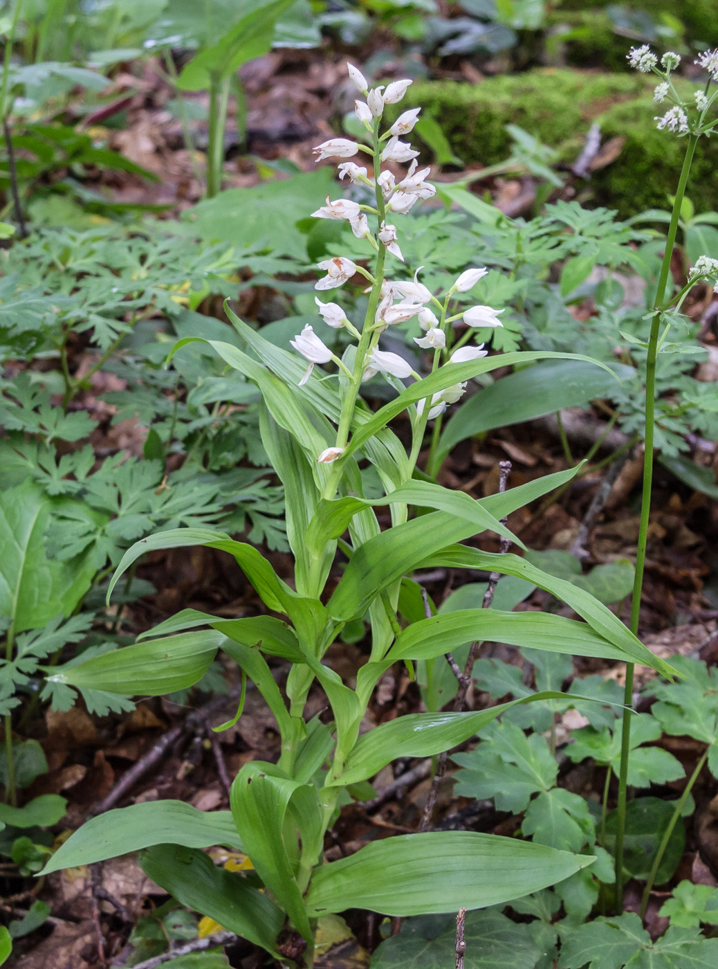 Image of Cephalanthera longifolia specimen.