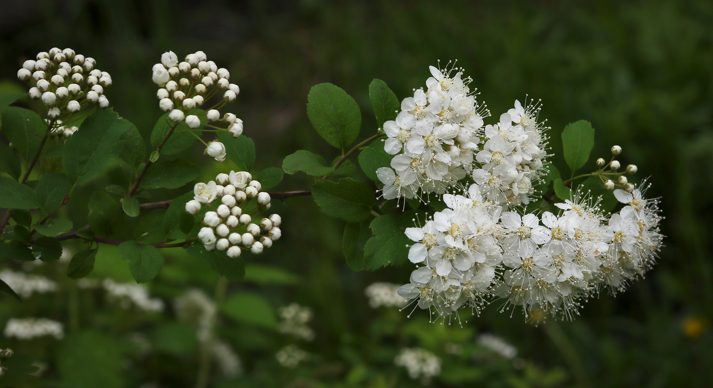 Изображение особи род Spiraea.