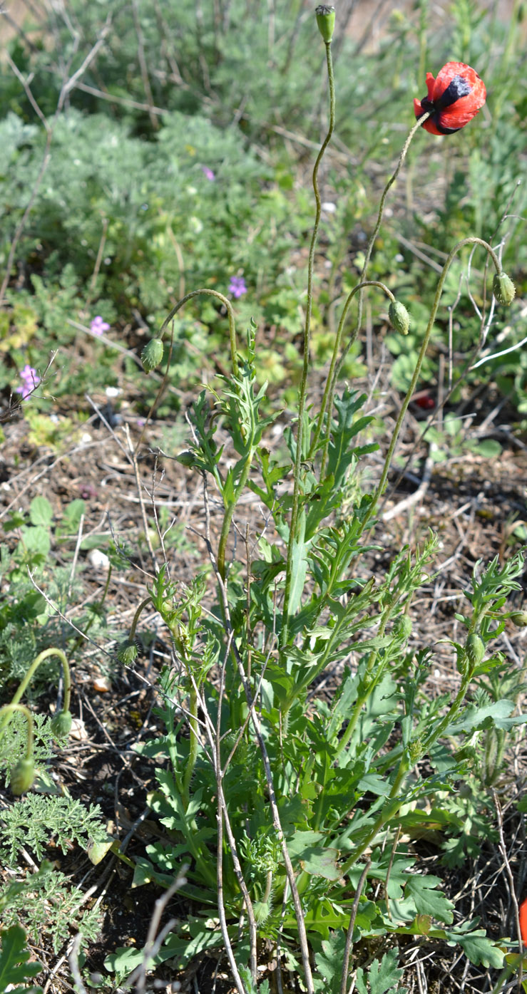 Image of Papaver laevigatum specimen.