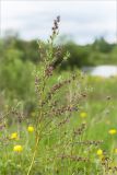 Salix rosmarinifolia. Верхушка плодоносящего растения; жёлтым цветёт Trollius europaeus. Ленинградская обл., Гатчинский р-н, окр. пос. Пудость, разнотравный луг на месте заброшенного травертинового карьера. 11.06.2017.