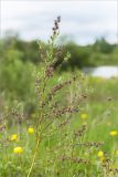 Salix rosmarinifolia