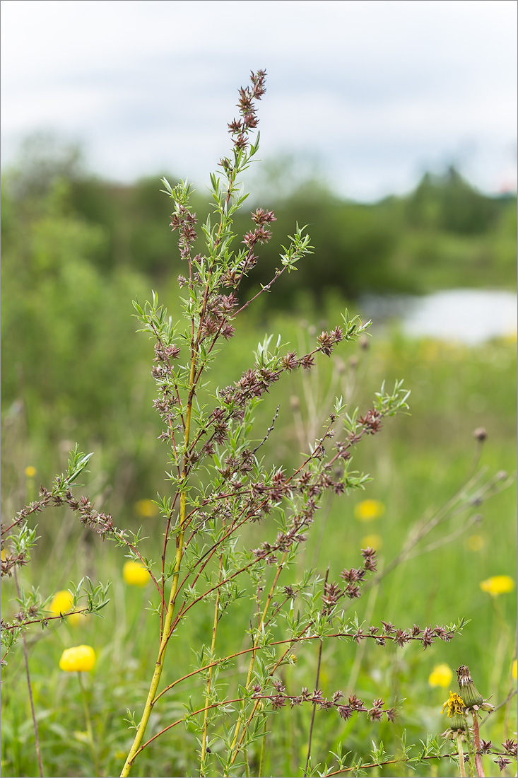 Image of Salix rosmarinifolia specimen.