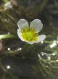 Ranunculus rionii. Цветок. Крым, Керченский п-ов, окр. мыса Чауда, непересыхающая лужа на дне балки. 25 июня 2017 г.