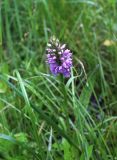 Dactylorhiza baltica