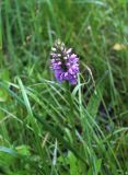 Dactylorhiza baltica. Верхняя часть цветущего растения. Московская обл., Одинцовский р-н, г. Кубинка, полигон НИИБТ, сырой луг. 02.07.2017.