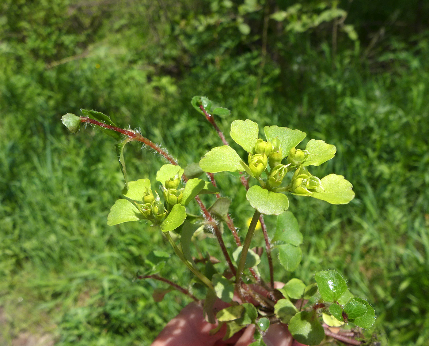 Image of Chrysosplenium woroschilovii specimen.
