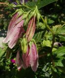 Campanula takesimana