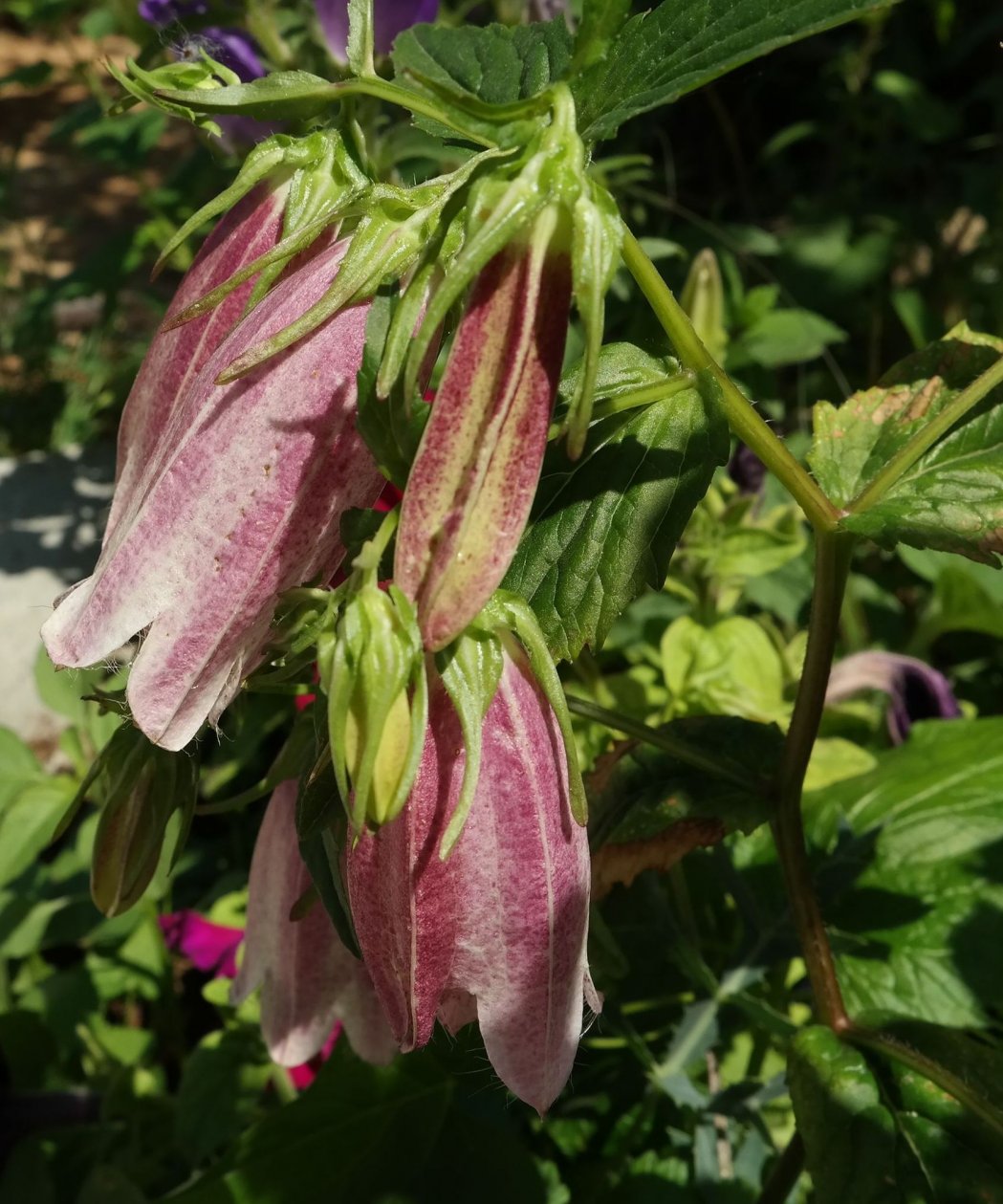 Изображение особи Campanula takesimana.