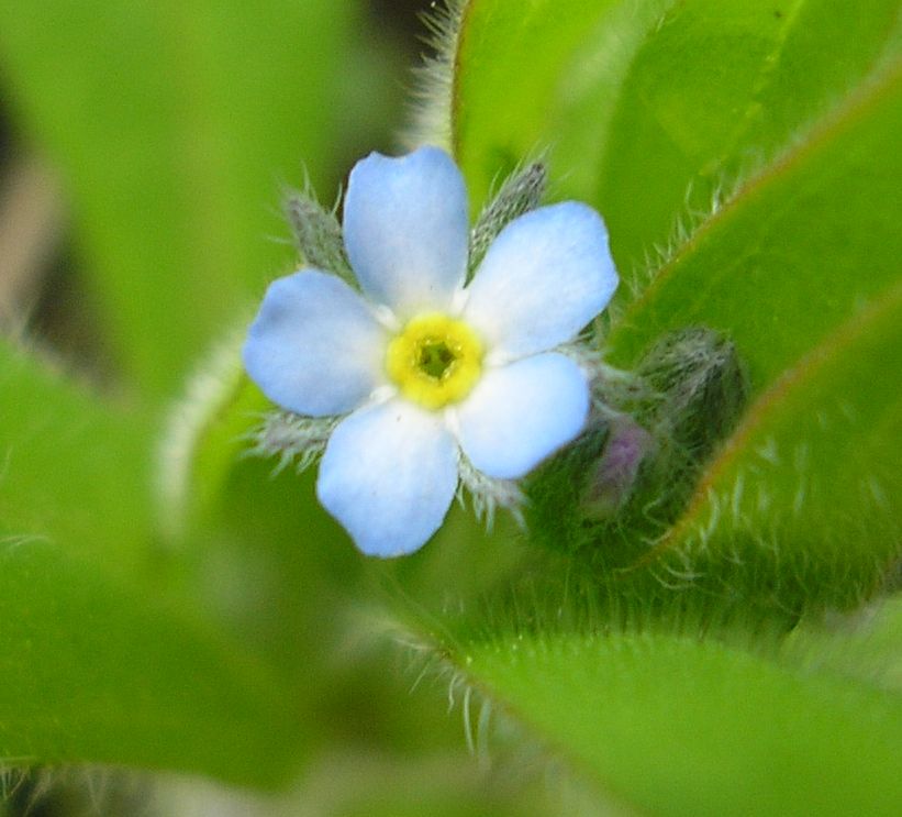 Image of Myosotis sparsiflora specimen.