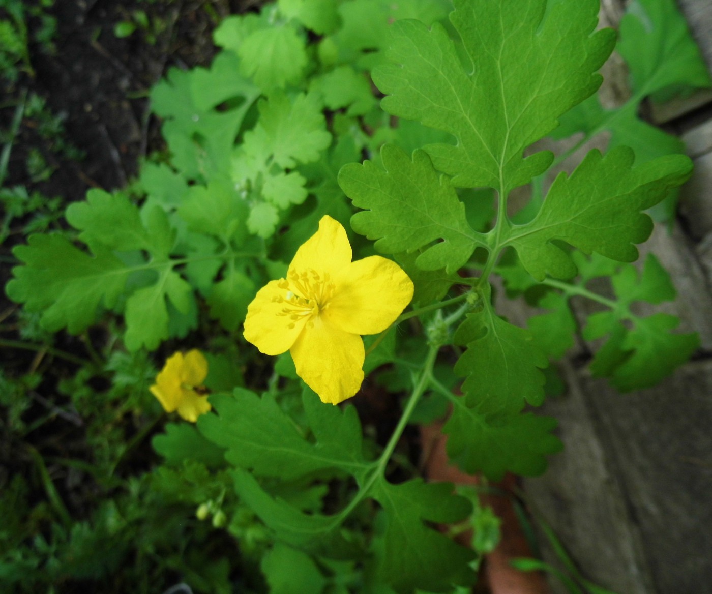 Изображение особи Chelidonium majus.