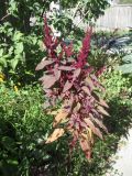 Amaranthus hypochondriacus
