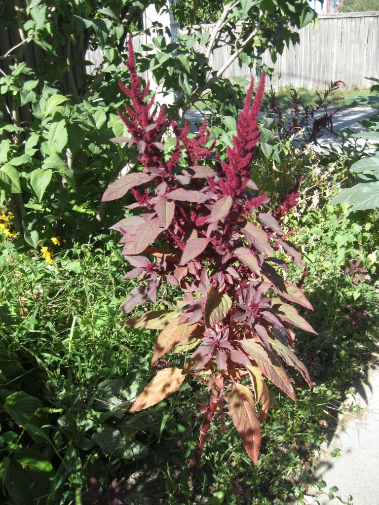 Image of Amaranthus hypochondriacus specimen.