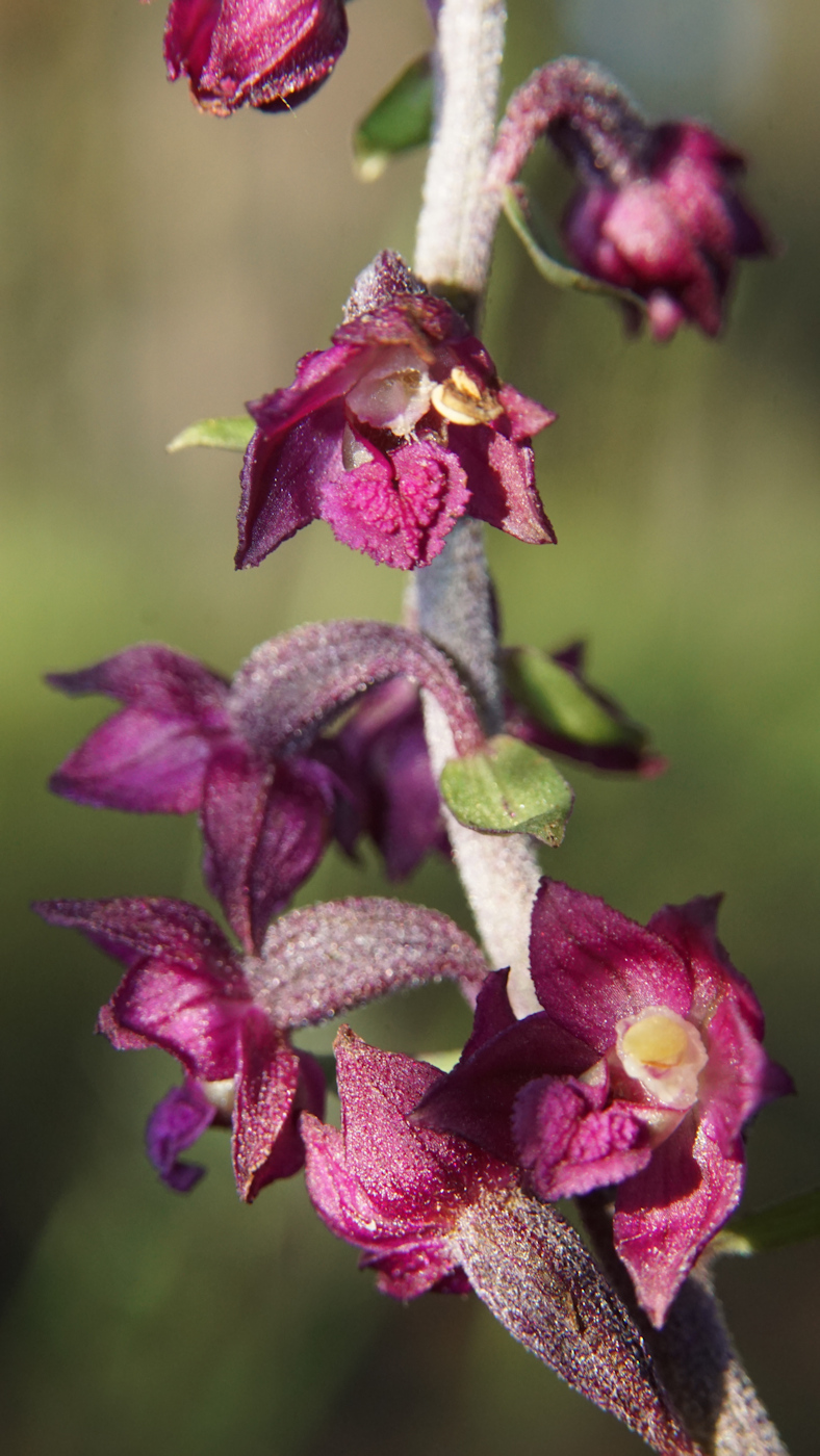 Image of Epipactis atrorubens specimen.
