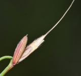 Elymus ciliaris