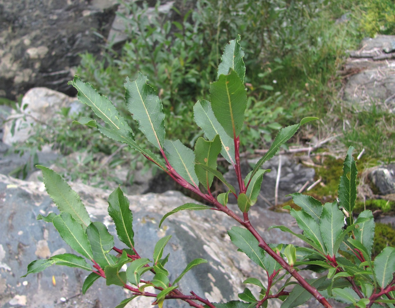 Изображение особи Salix kazbekensis.