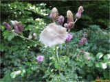 Cirsium arvense