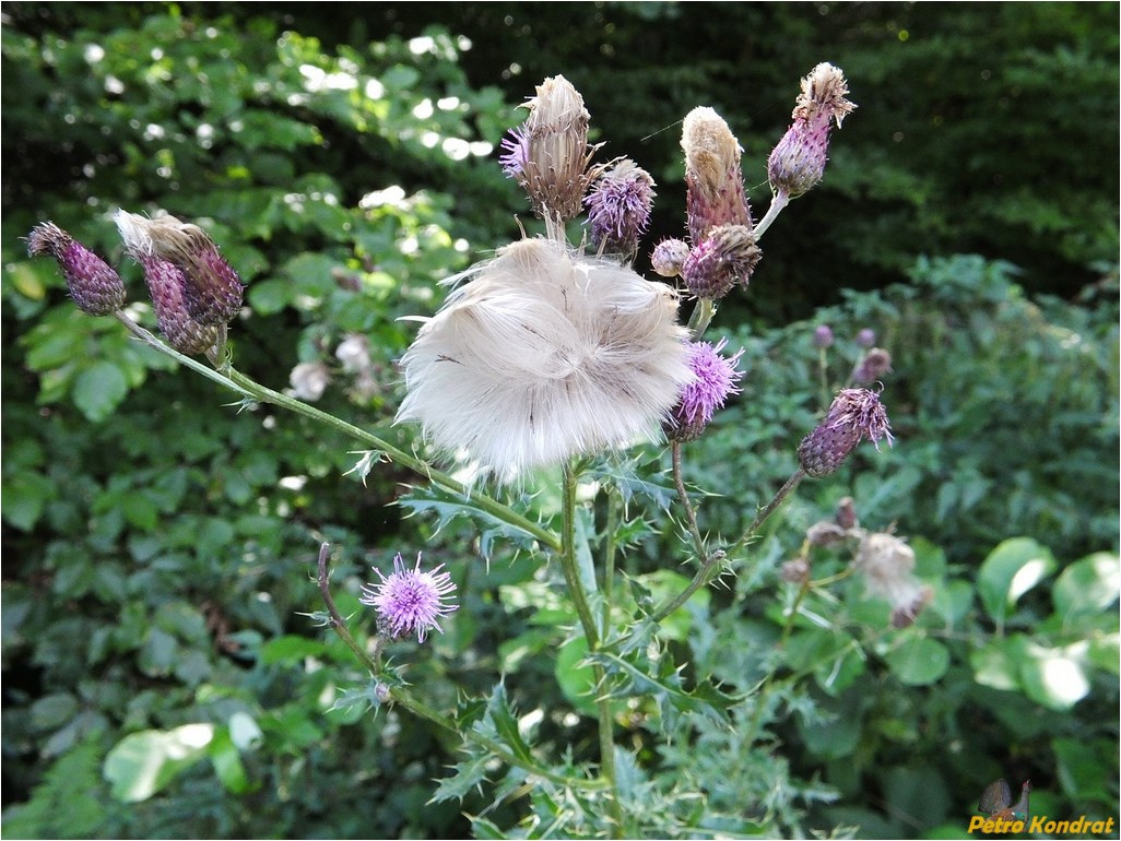 Изображение особи Cirsium arvense.