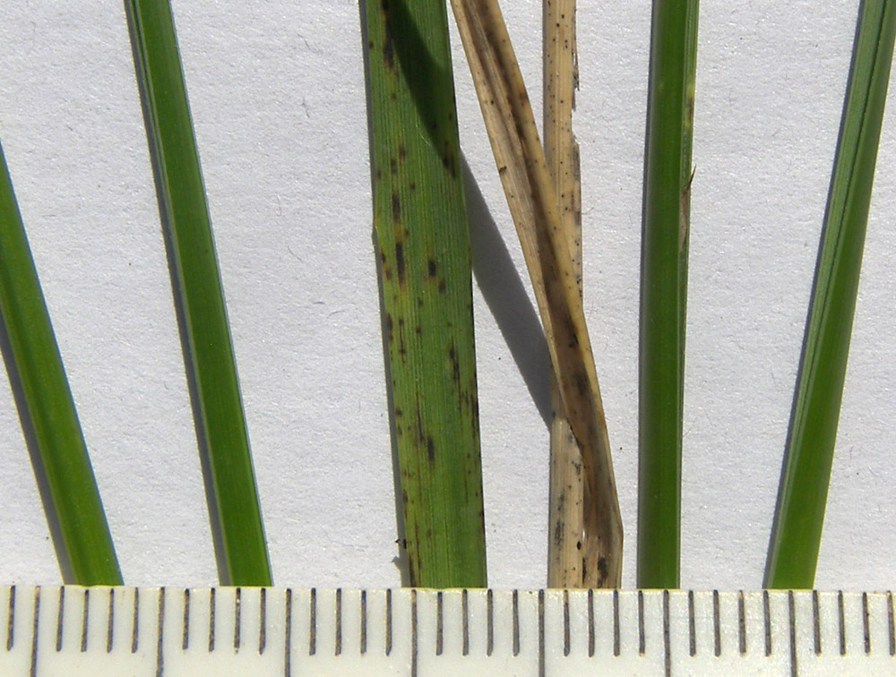 Image of Sesleria heufleriana specimen.