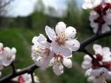 Armeniaca vulgaris. Часть ветки с укороченными цветущими побегами. Украина, Черкасская обл., Каневский р-н, Региональный ландшафтный парк \"Трахтемиров\", насаждение на степном участке. 24 апреля 2010 г.