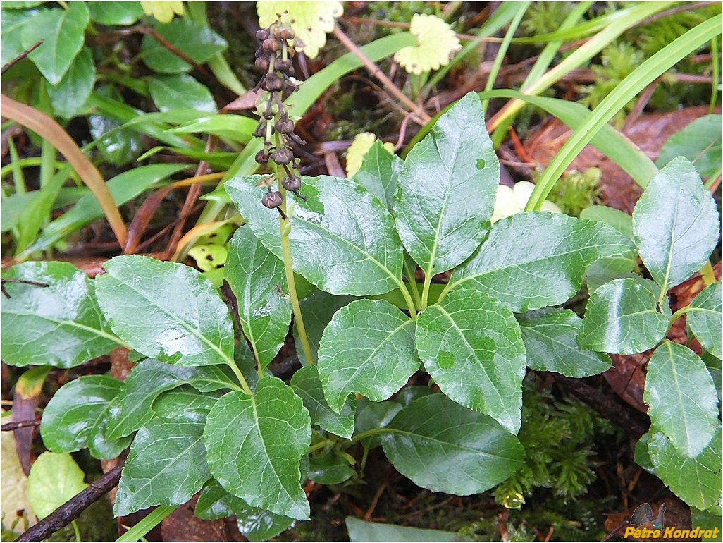 Image of Orthilia secunda specimen.