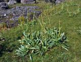 Swertia lactea. Цветущие растения. Таджикистан, Фанские горы, долина р. Чапдара, ≈ 2600 м н.у.м., пойменная терраса. 31.07.2017.