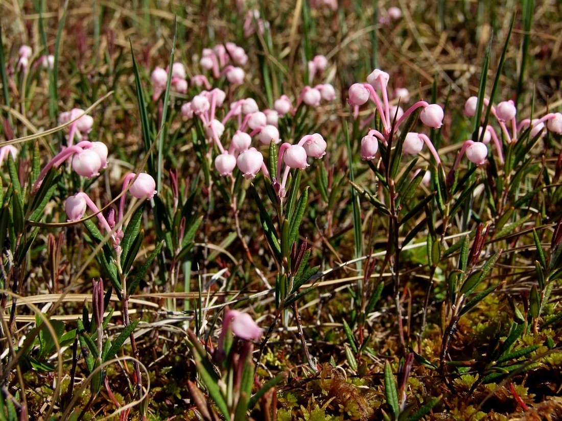 Image of Andromeda polifolia specimen.
