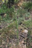 Scleropoa rigida